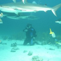 Кормление акул, Багамы, 2004 г.
