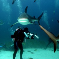 Кормление акул, Багамы, 2004 г.