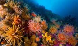 Коралловый сад Doljo